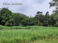 Tenella plas Oostvoorne (5jul2026)    